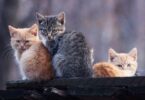 we love cat market