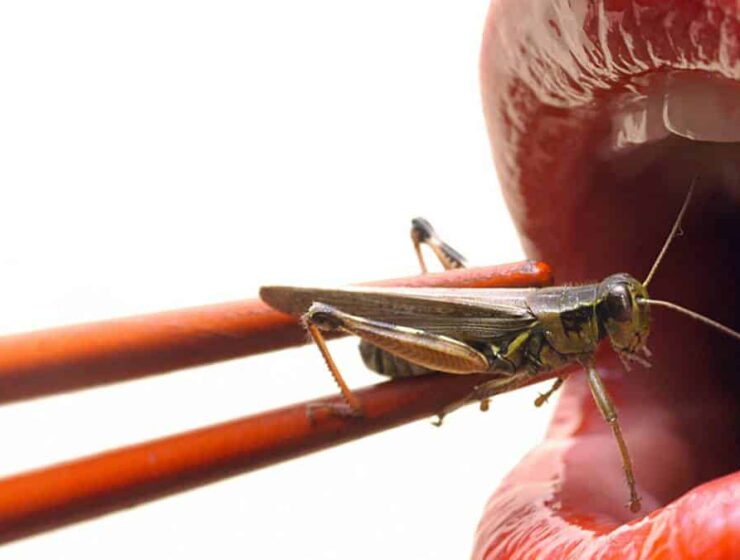 comer insectos en barcelona