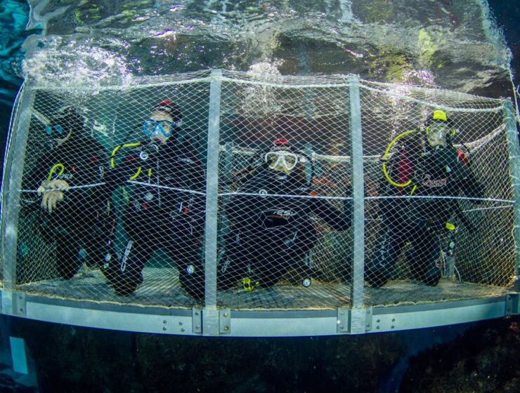 Sumérgete con tiburones en L'Aquàrium de Barcelona