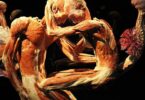 Conoce el cuerpo humano con Human Bodies