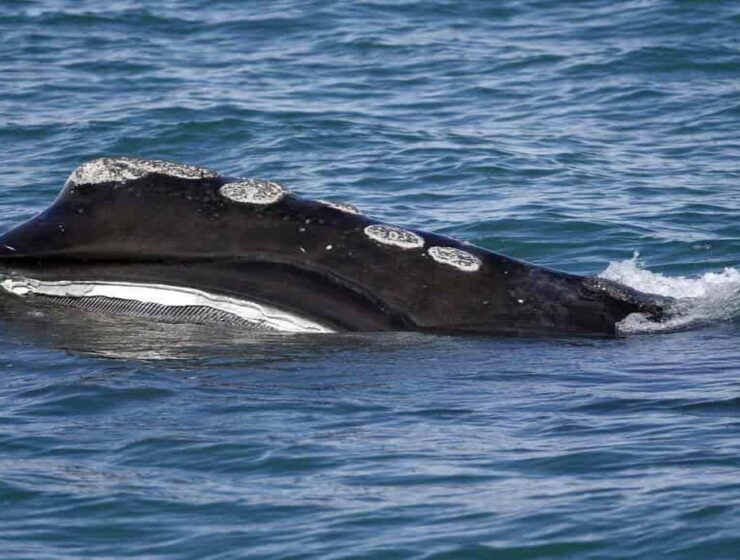 Por presencia de ballenas se detiene tráfico marítimo en Barcelona