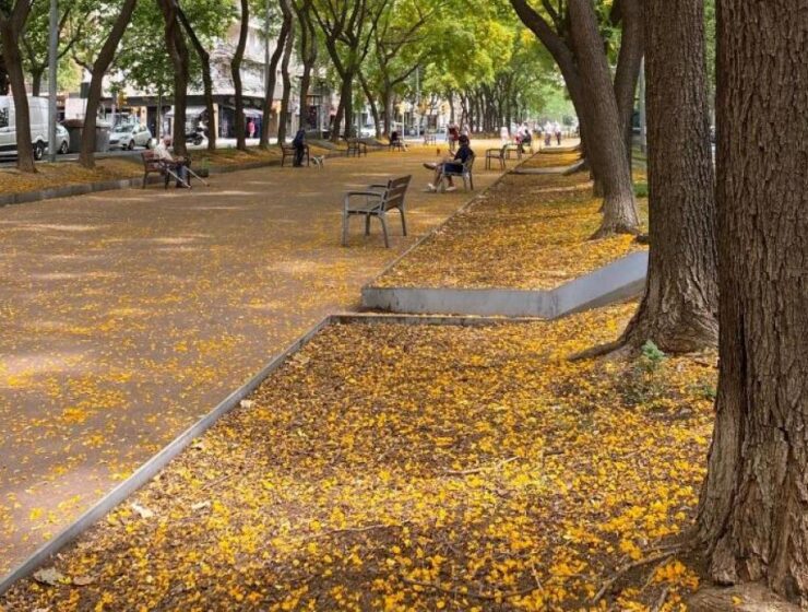 ¿Sabes cuál es el paseo de las Acacias de Barcelona?