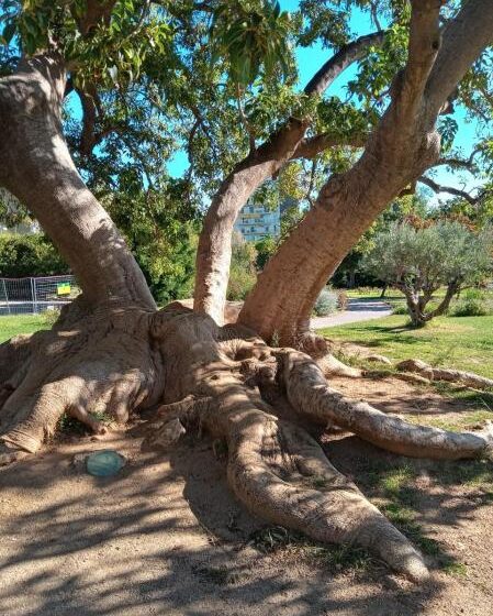 El ombú del parque Cervantes lo trajo el hijo de Cristóbal Colón