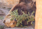 En Barcelona los abetos navideños son reciclados por osos del zoo