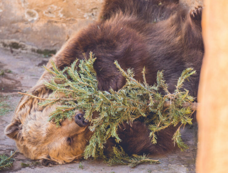 En Barcelona los abetos navideños son reciclados por osos del zoo