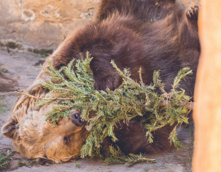 En Barcelona los abetos navideños son reciclados por osos del zoo