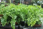 Del 24 al 28 de febrero, Outlet de plantas “AmaPlant”
