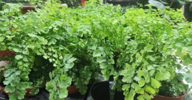 Del 24 al 28 de febrero, Outlet de plantas “AmaPlant”