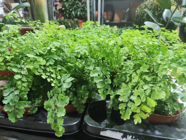 Del 24 al 28 de febrero, Outlet de plantas “AmaPlant”