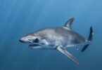 Divisan tiburón marrajo en la costa del Garraf, provincia de Barcelona