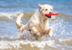 En Badalona se reclama una playa para perros