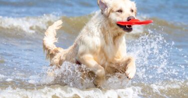 En Badalona se reclama una playa para perros