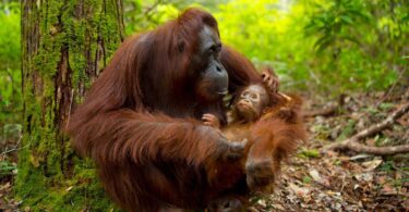 En el Zoo de Barcelona nace una cría de orangután en extinción