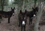 Once burros reducen riesgo de incendio en Collserola