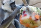 Los animales del Zoo ahora reciben helados para mitigar el calor