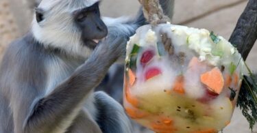 Los animales del Zoo ahora reciben helados para mitigar el calor