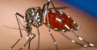 Se redujo en un 20% la presencia de mosquitos en Barcelona