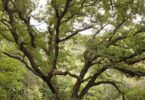 Árboles de Barcelona en riesgo por altas temperaturas
