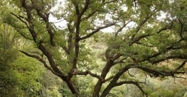 Árboles de Barcelona en riesgo por altas temperaturas
