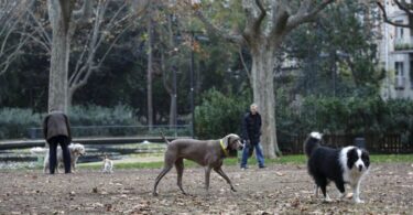 Estrenan macroáreas para perros en Barcelona