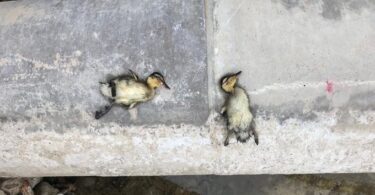 Por Botulismo aviar mueren aves en el parque de Diagonal Mar