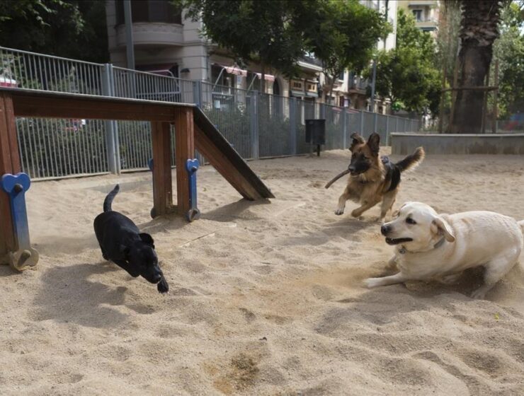 Habilitarán 100 zonas de Barcelona como parques para perros