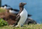 Alca, pájaro parecido a un pingüino, desplazados a las costas mediterráneas