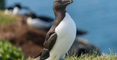 Alca, pájaro parecido a un pingüino, desplazados a las costas mediterráneas