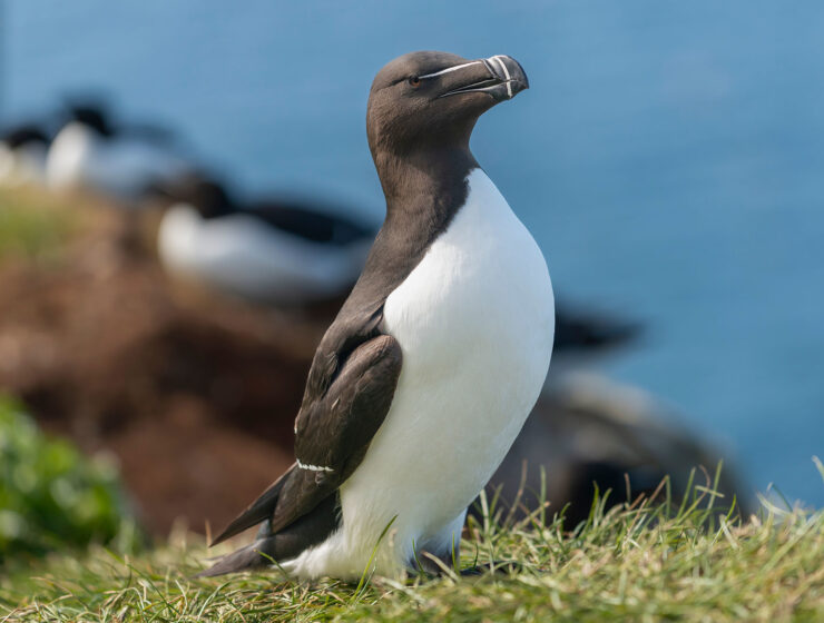 Alca, pájaro parecido a un pingüino, desplazados a las costas mediterráneas
