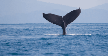Los animales que visitaron Barcelona en 2022