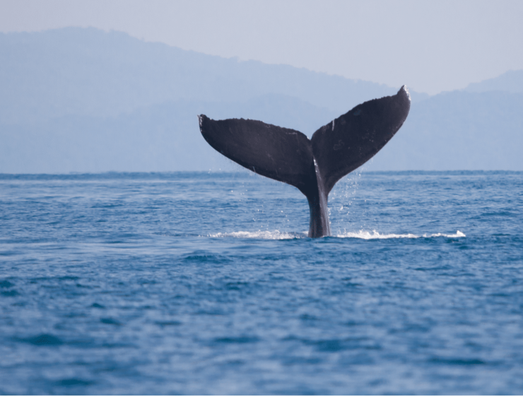 Los animales que visitaron Barcelona en 2022