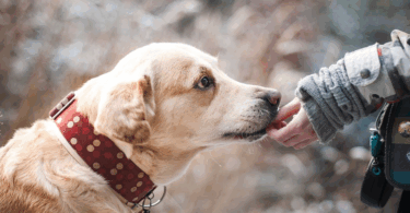 Inician los talleres itinerantes de adiestramiento canino en BCN