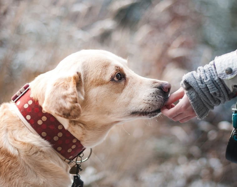 Inician los talleres itinerantes de adiestramiento canino en BCN