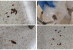 Centro de Urgencias en Santa Coloma de Gramenet afectado por plaga de cucarachas