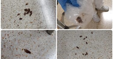 Centro de Urgencias en Santa Coloma de Gramenet afectado por plaga de cucarachas
