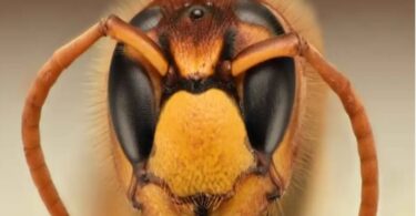Abeja asiática gigante llegó a Barcelona en barco
