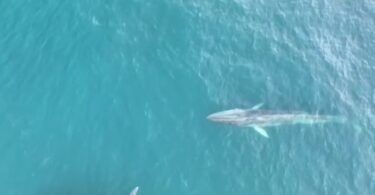 Avistan seis ballenas, entre ellas una cría, en la costa de Barcelona