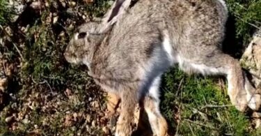 Más de una docena de conejos muertos en el Turó Parc de Barcelona