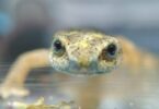 En Cataluña: más de cien especies en peligro de extinción