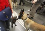 En horas punta los perros no pueden viajar en el metro de Barcelona
