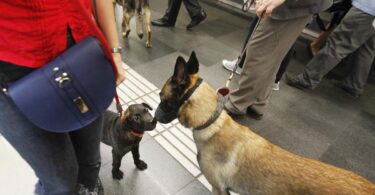 En horas punta los perros no pueden viajar en el metro de Barcelona