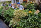 Vuelve la feria de las hierbas medicinales en Barcelona