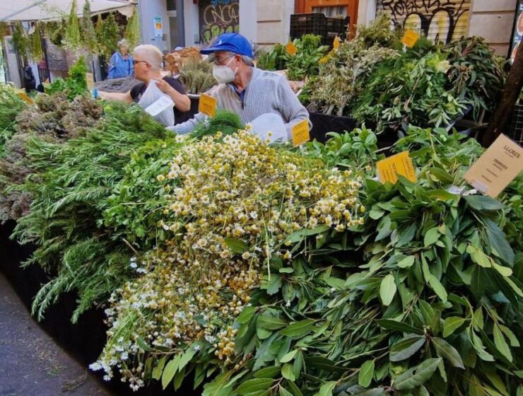 Vuelve la feria de las hierbas medicinales en Barcelona
