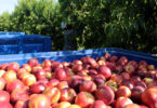 Aunque con sequía, supermercados tendrán fruta local para la venta