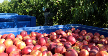 Aunque con sequía, supermercados tendrán fruta local para la venta