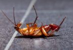 Con el verano vuelve la plaga de cucarachas, mosquitos y roedores
