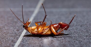 Con el verano vuelve la plaga de cucarachas, mosquitos y roedores