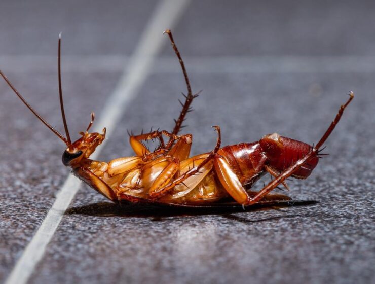Con el verano vuelve la plaga de cucarachas, mosquitos y roedores