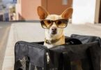Escapadas pet-friendly por Cataluña: destinos ideales para viajar con tu perro