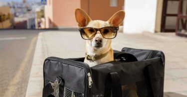 Escapadas pet-friendly por Cataluña: destinos ideales para viajar con tu perro